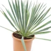 Yucca Filamentosa Variegata - Pot Ø 26 Cm