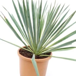 Yucca Filamentosa Variegata - Pot Ø 26 Cm