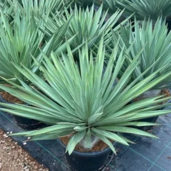 Yucca Gloriosa Lone Star - Pot 45 Ltr [pallet]
