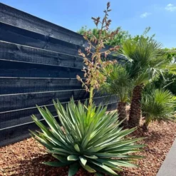 Yucca Gloriosa Lone Star - Pot 45 Ltr [pallet] -Goedkope Hof Rustig Winkel 1991663274