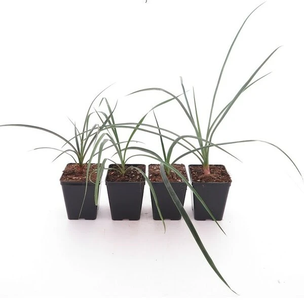 Zeldzame Yucca Set - Arizonica, Campestris X Filamentosa, Declinata & Periculosa - Pot 10 X 10 Cm 1 Zeldzame Yucca Set - Arizonica, Campestris X Filamentosa, Declinata & Periculosa - Pot 10 X 10 Cm
