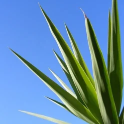 Yucca Faxoniana - Totale Hoogte 110-130 Cm - Pot Ø 50 Cm [pallet] -Goedkope Hof Rustig Winkel 1991663553