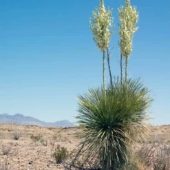 Yucca Faxoniana - Totale Hoogte 110-130 Cm - Pot Ø 50 Cm [pallet] -Goedkope Hof Rustig Winkel 1991663556