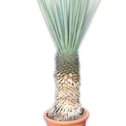 Yucca Rigida - Stam 80-90 Cm [pallet]