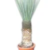 Yucca Rigida - Stam 70-80 Cm [pallet]