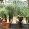 Yucca Rostrata - Stam 70-80 Cm - Totale Hoogte 170-190 Cm - Pot Ø 48 Cm [pallet]