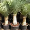 Yucca Rostrata - Stam 40-50 Cm - Totale Hoogte 130-150 Cm - Pot Ø 43 Cm [Pallet]