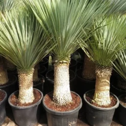 Yucca Rostrata - Stam 40-50 Cm - Totale Hoogte 130-150 Cm - Pot Ø 43 Cm [Pallet]