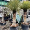 Yucca Rigida - Stamomtrek 70-80 Cm - Stam 120-150 Cm - Totale Hoogte 260+ Cm [pallet]
