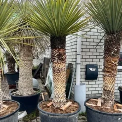 Yucca Rigida - Stamomtrek 70-80 Cm - Stam 120-150 Cm - Totale Hoogte 260+ Cm [pallet] -Goedkope Hof Rustig Winkel 1991663742