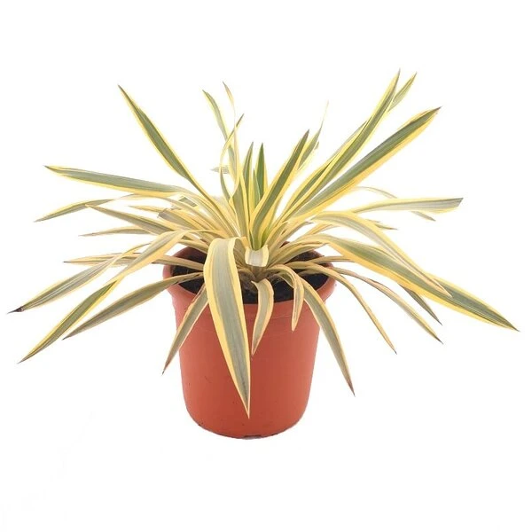 Yucca Gloriosa Bright Star - Totale Hoogte 35-45 Cm - Pot Ø 24 Cm 1 Yucca Gloriosa Bright Star - Totale Hoogte 35-45 Cm - Pot Ø 24 Cm