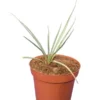 Yucca Thompsoniana - Pot Ø 14 Cm