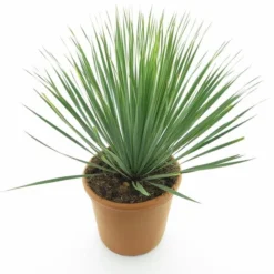 Yucca Rostrata - Totale Hoogte 70-90 Cm - Pot Ø 30 Cm -Goedkope Hof Rustig Winkel 1991663844