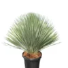 Yucca Rostrata - Totale Hoogte 120-140 Cm - Pot 45 Ltr [pallet]
