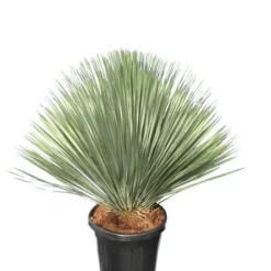 Yucca Rostrata - Totale Hoogte 120-140 Cm - Pot 45 Ltr [pallet]