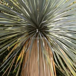 Yucca Rostrata - Totale Hoogte 120-140 Cm - Pot 45 Ltr [pallet] -Goedkope Hof Rustig Winkel 1991663913