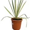 Yucca Filamentosa Bright Edge - Totale Hoogte 70-90 Cm - Pot 26 Cm