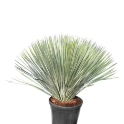 Yucca Rostrata - Totale Hoogte 80-100 Cm - Pot 25 Ltr