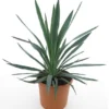 Yucca Gloriosa - Totale Hoogte 60-80 Cm - Pot Ø 26 Cm
