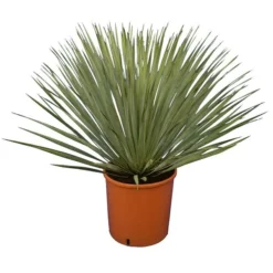 Yucca Rostrata - Totale Hoogte 50-70 Cm Pot 26 Cm