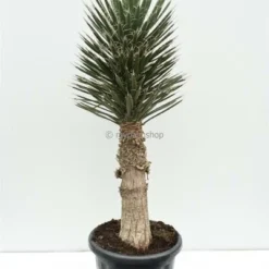 Yucca Filifera - Totale Hoogte 50-70 Cm - Pot Ø 23 Cm -Goedkope Hof Rustig Winkel 1991664153