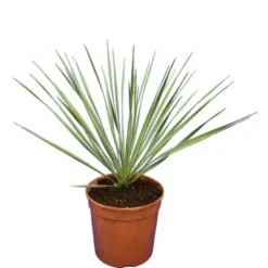 Yucca Rostrata - Totale Hoogte 40-60 Cm - Pot Ø 20 Cm