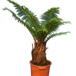 Dicksonia Antarctica - Dikke Stam XL - Stam 30-40 Cm [pallet]