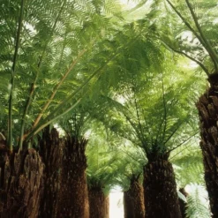 Dicksonia Antarctica - Dikke Stam XL - Stam 30-40 Cm [pallet] -Goedkope Hof Rustig Winkel 1991664255