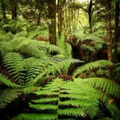 Dicksonia Antarctica - Stam 180-190 Cm [pallet] -Goedkope Hof Rustig Winkel 1991664372