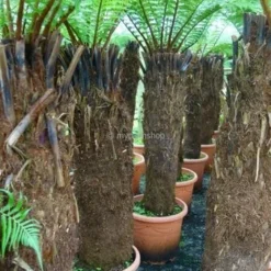 Dicksonia Antarctica - Stam 150-160 Cm [pallet]