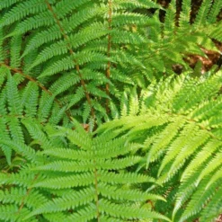 Dicksonia Fibrosa - Dubbelstam 60-70 Cm + 30-40 Cm [pallet] -Goedkope Hof Rustig Winkel 1991664516