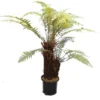Dicksonia Fibrosa - Dubbelstam 50-60 Cm + 50-60 Cm [pallet]
