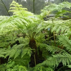Cyathea Australis - Stam 50-60 Cm + Dicksonia Antarctica - Stam 20-30 Cm [pallet] -Goedkope Hof Rustig Winkel 1991664588