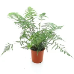 Dicksonia Antarctica - Totale Hoogte 60-80 - Pot Ø 17 Cm