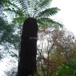Dicksonia Antarctica - Totale Hoogte 60-80 - Pot Ø 17 Cm -Goedkope Hof Rustig Winkel 1991664633