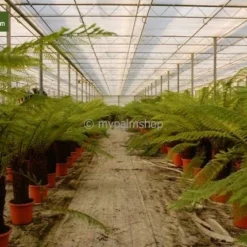 Dicksonia Antarctica - Stam 200-225 Cm [pallet] -Goedkope Hof Rustig Winkel 1991664717