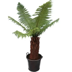 Dicksonia Antarctica - Stam 60-70 Cm [pallet]