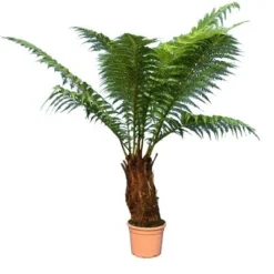 Dicksonia Antarctica - Stam 40-50 Cm [pallet]