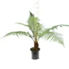 Dicksonia Fibrosa - Stam 50-60 Cm [pallet]
