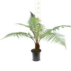 Dicksonia Fibrosa - Stam 50-60 Cm [pallet]
