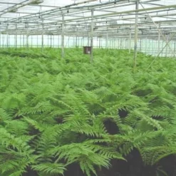 Dicksonia Fibrosa - Stam 50-60 Cm [pallet] -Goedkope Hof Rustig Winkel 1991664993