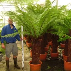Dicksonia Antarctica - Stam 90-100 Cm [pallet]