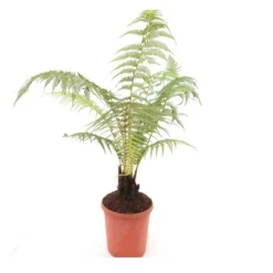 Dicksonia Antarctica - Stam 5-10 Cm