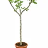 Ficus Carica Brown Turkey - Stam 60-80 Cm - Stamomtrek 10-15 Cm [pallet]