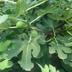 Ficus Carica Brown Turkey - Stam 60-80 Cm - Stamomtrek 10-15 Cm [pallet] -Goedkope Hof Rustig Winkel 1991665950