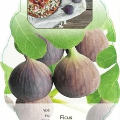 Ficus Carica Brown Turkey - 2 Ltr Pot -Goedkope Hof Rustig Winkel 1991665989