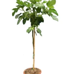 Goedkope Hof Rustig Winkel 12 Ficus Carica Brown Turkey - Stam 60-80 Cm - Ø 28 Cm Pot
