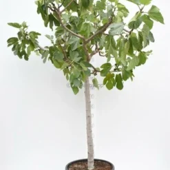 Ficus Carica Brown Turkey - Totale Hoogte 180+ Cm - Stam 80+ Cm - Stamomtrek 20-24 Cm [pallet] -Goedkope Hof Rustig Winkel 1991666052