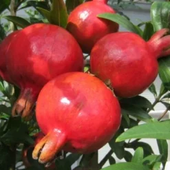 Punica Granatum Dente Di Cavallo - Pot Ø 50 Cm [pallet] -Goedkope Hof Rustig Winkel 1991666130