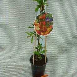 Punica Granatum Dente Di Cavallo - Pot 2 Ltr -Goedkope Hof Rustig Winkel 1991666160